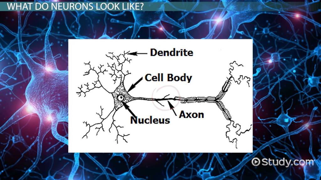 Which Part of the Neuron Carries Messages to Other Cells