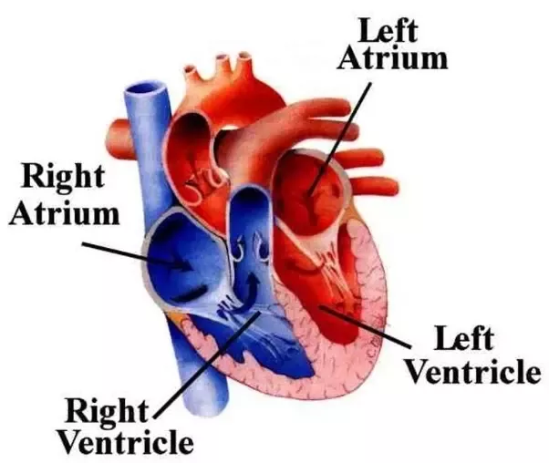 Why is the Left Ventricle Thicker Than the Right
